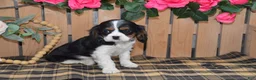 Cavalier King Charles Spaniel dogs for sale: Douglas - Ad 6