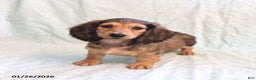 Miniature Dachshund dogs for sale: Janet - Ad 3