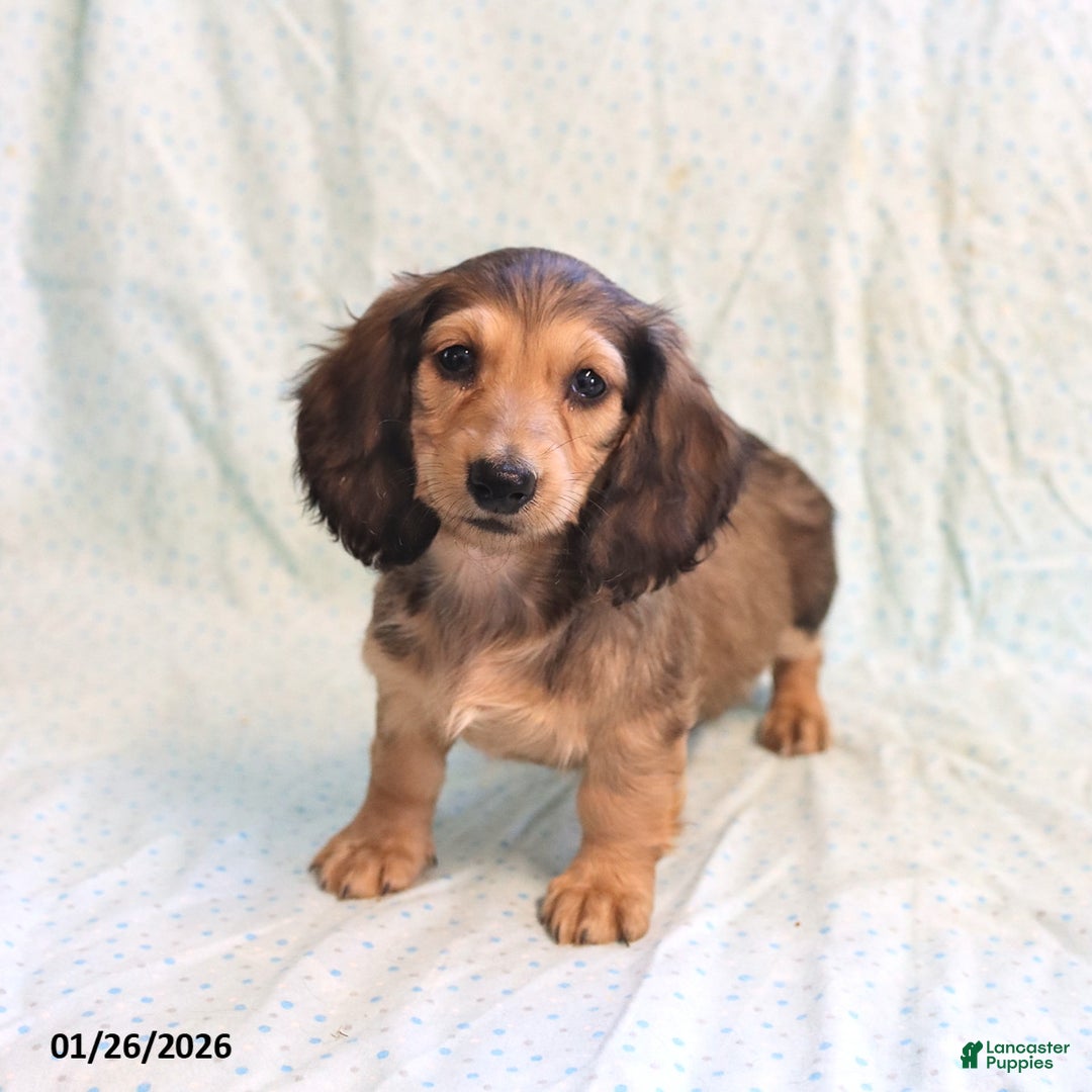 Miniature Dachshund dogs for sale: Janet - Ad 3