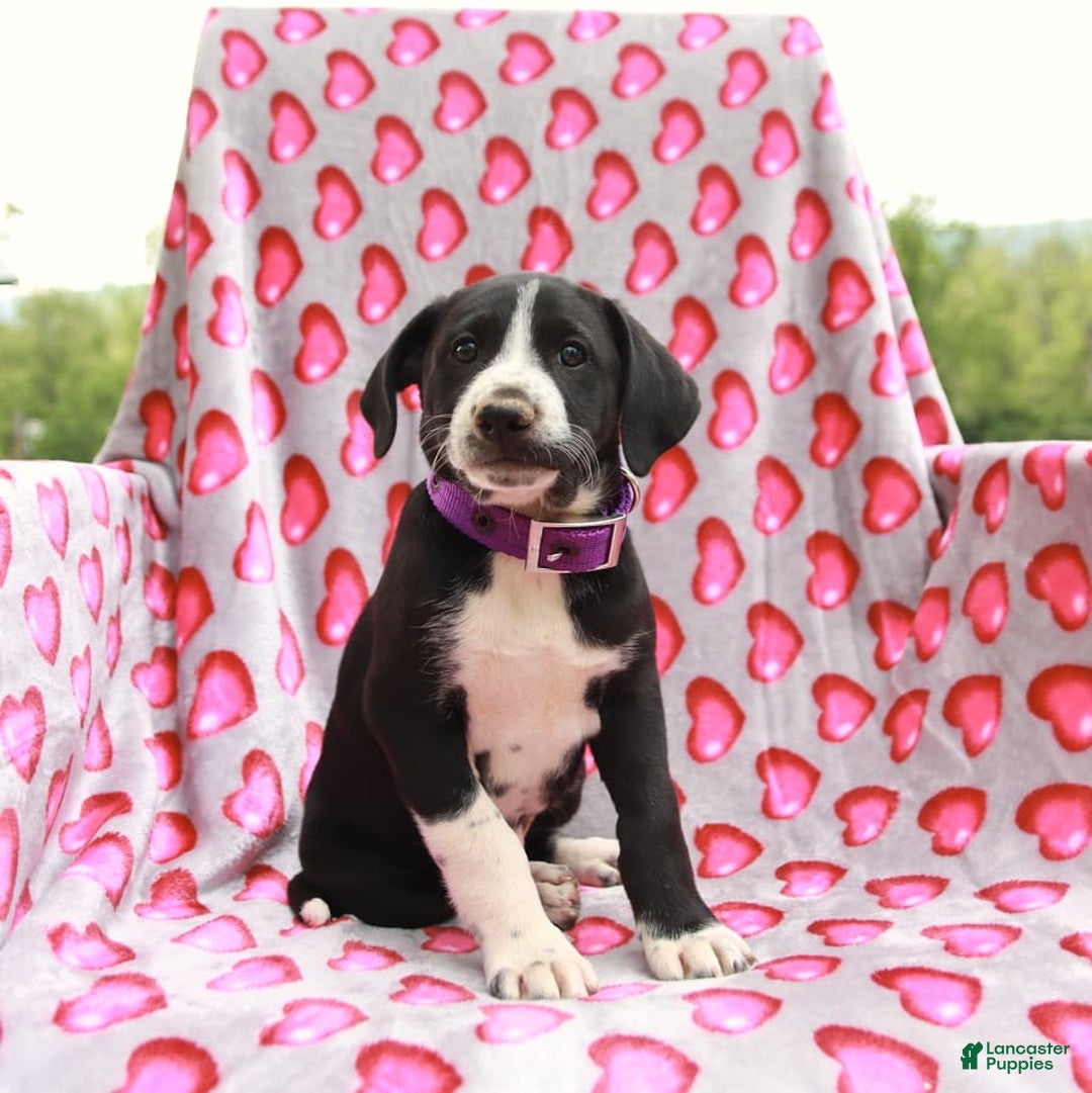 Gallery Image {{count}}