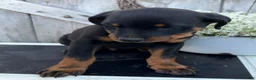 Rottweiler dogs for sale: Blaze - Ad 8