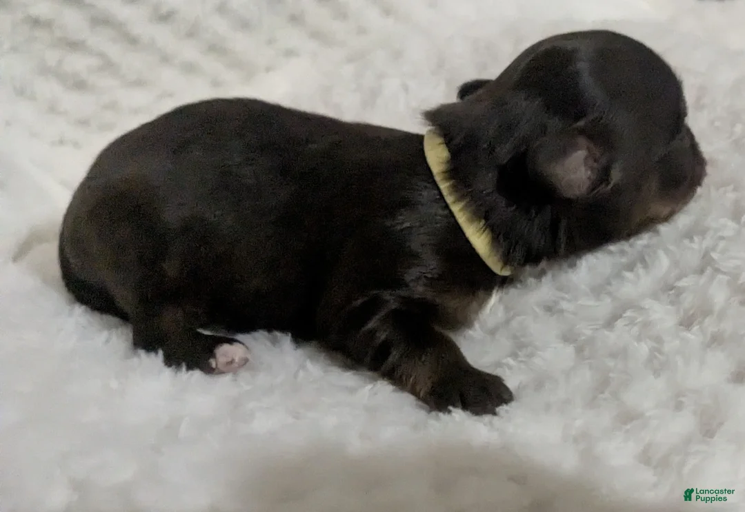 Chihuahua dogs for sale: Baby Ruth LC Female  - Ad 2