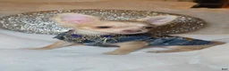 Chihuahua dogs for sale: JOSEPH - Ad 1