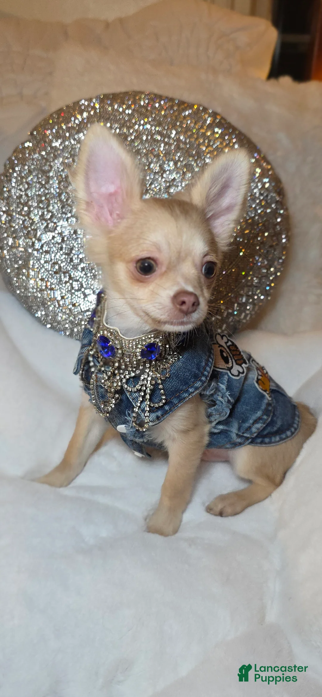 Chihuahua dogs for sale: JOSEPH - Ad 1