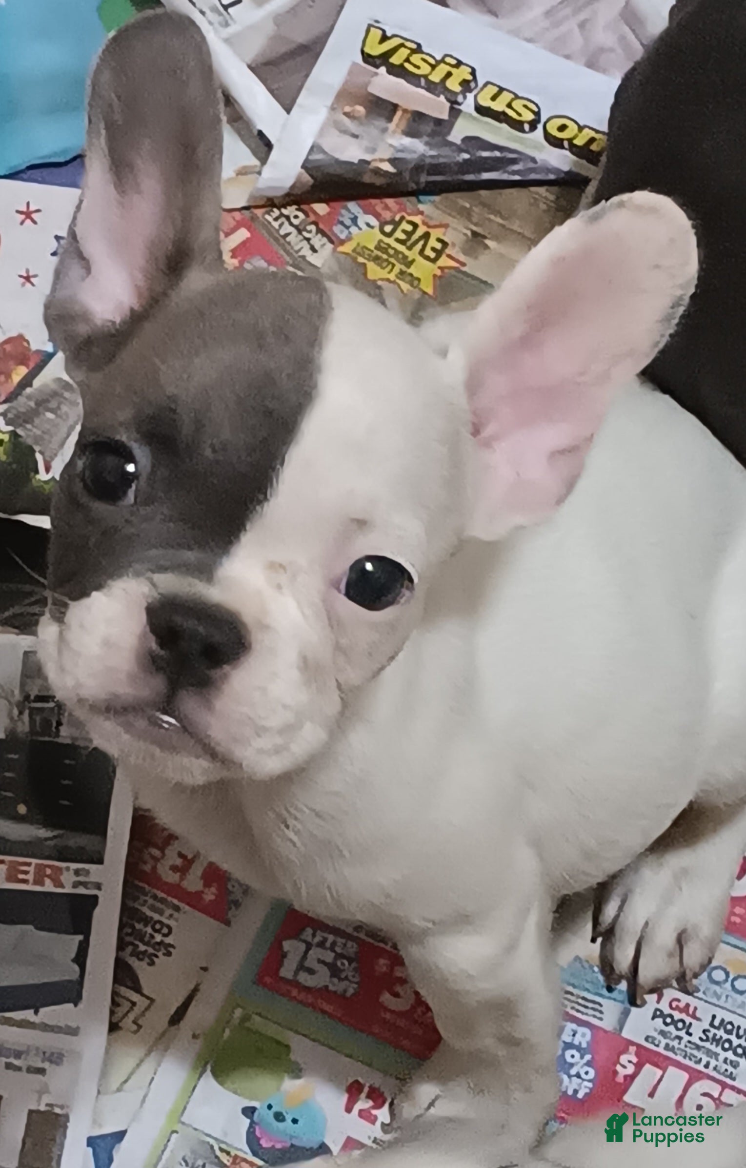 French Bulldog dogs for sale: Facee - Ad 4