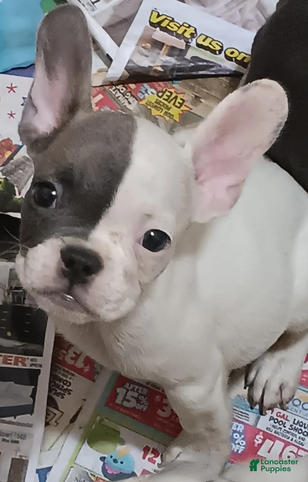 French Bulldog dogs for sale: Facee - Ad 1