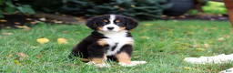 Bernese Mountain Dog dogs for sale: Sugar - Ad 10