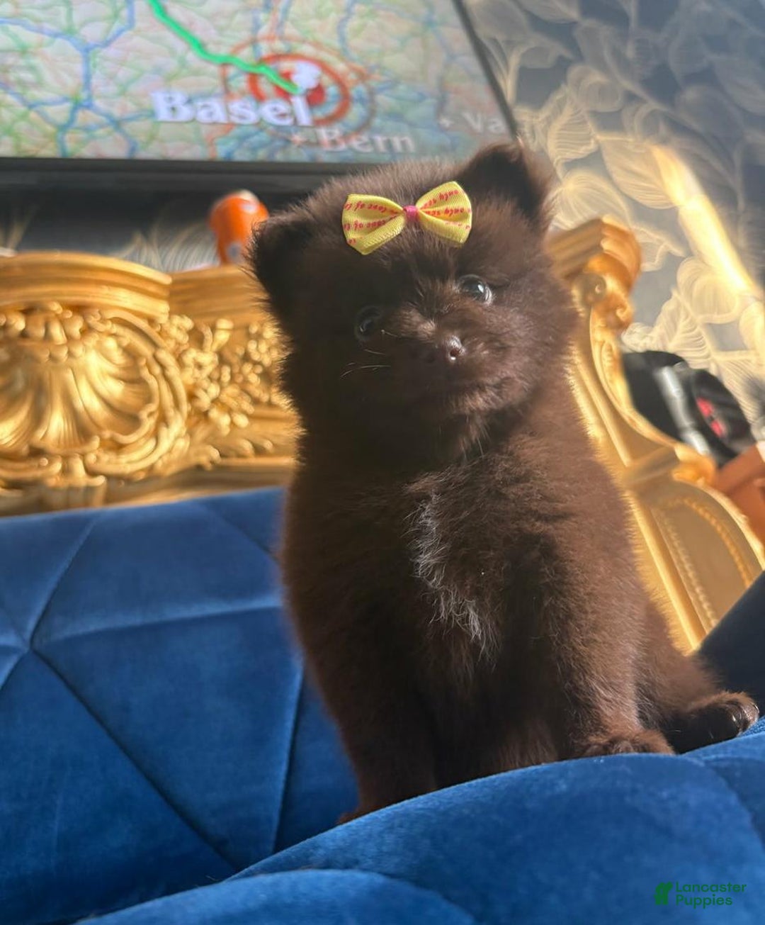 Pomeranian dogs for sale: Ciri - Ad 7