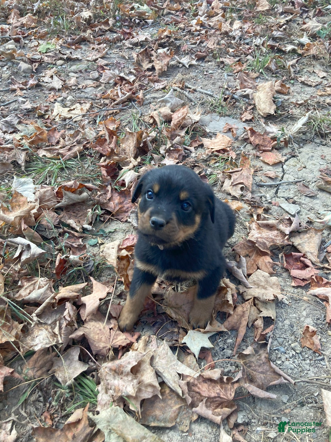 Rottweiler dogs for sale: Holly - Ad 6