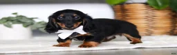 Miniature Dachshund dogs for sale: Buddy - Ad 4