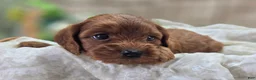 Cockapoo dogs for sale: Prada - Ad 11