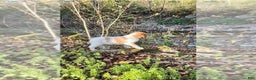 Brittany Spaniel dogs for sale: Autumn - Ad 8