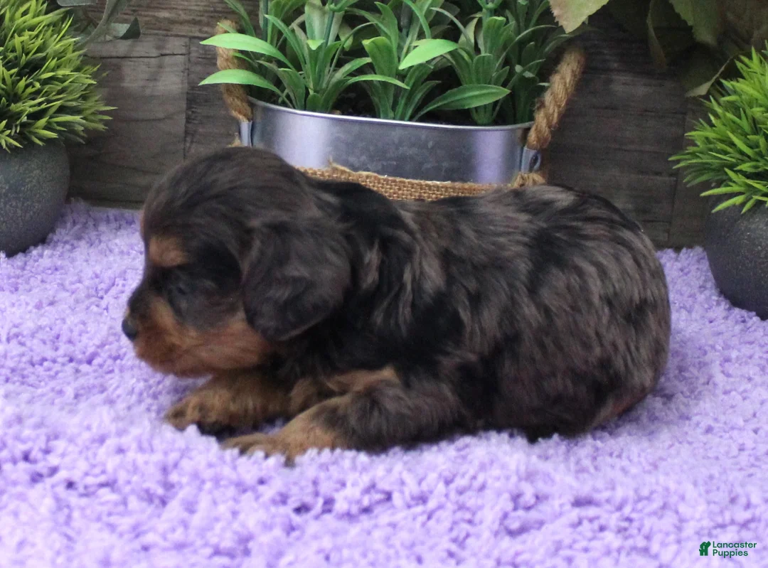 Cavapoo dogs for sale: Marley's #2 Female - Ad 2