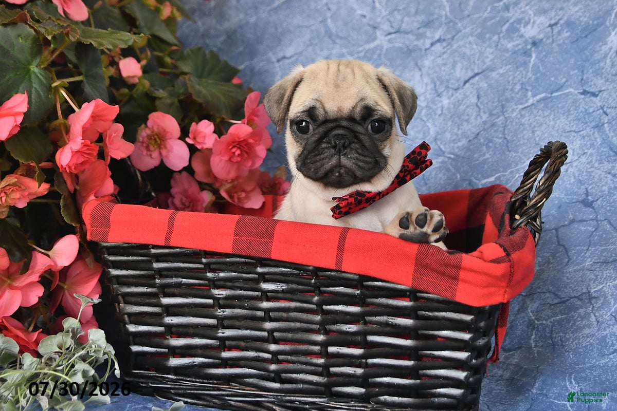 Pug dogs Bowser - Ad 2
