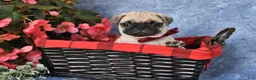 Pug dogs for sale: Bowser - Ad 2