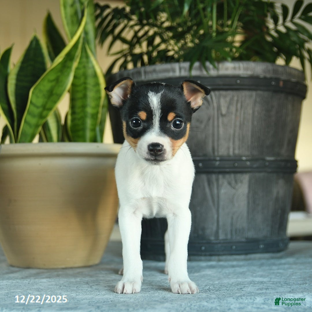 Toy Fox Terrier dogs for sale: Carol  - Ad 2