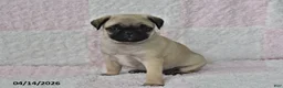 Pug dogs for sale: Jessica - Ad 3