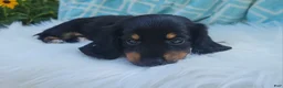 Miniature Dachshund dogs for sale: Venture  - Ad 27