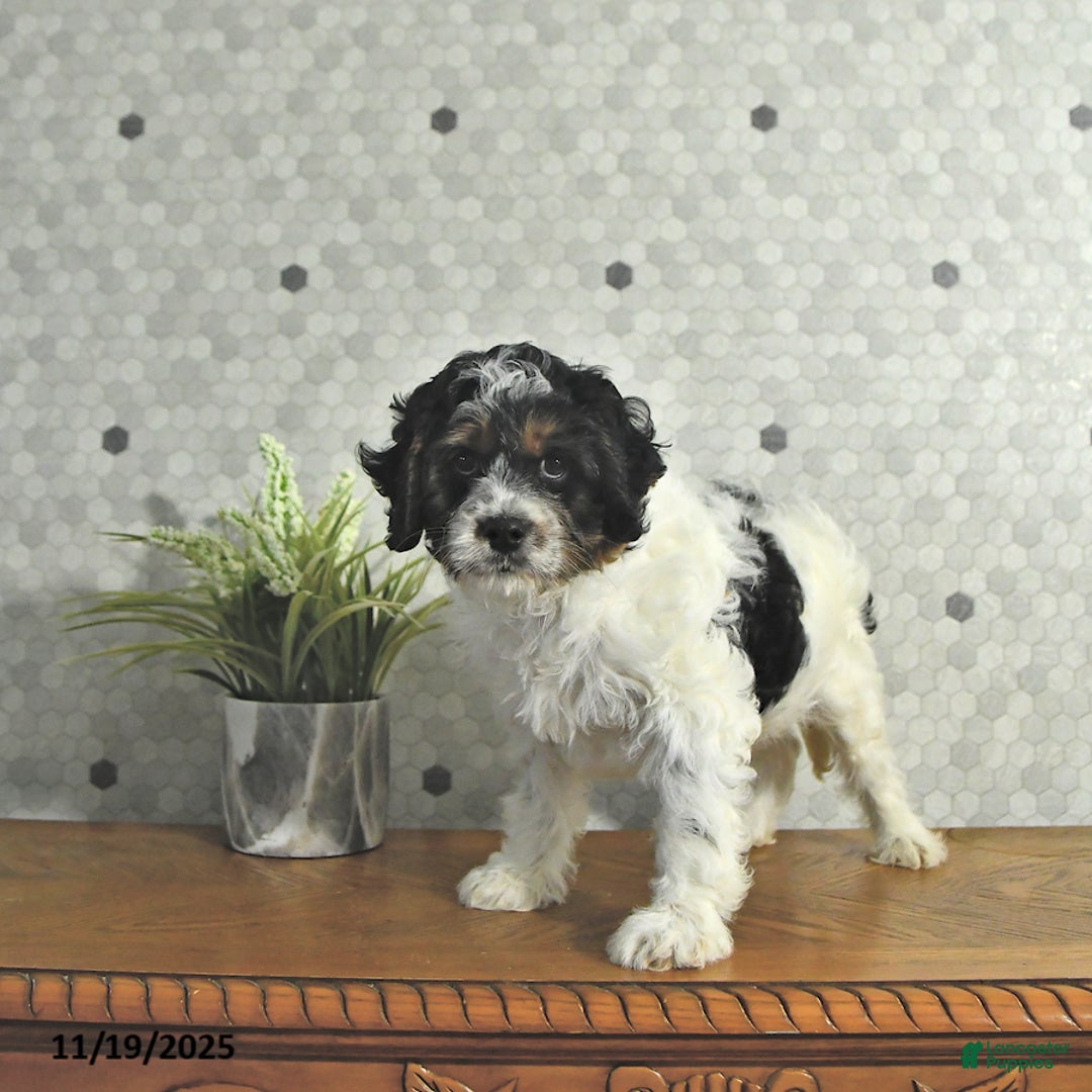 Cavapoo dogs for sale: Spot - Ad 2