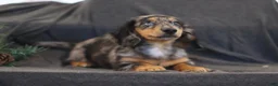 Miniature Dachshund dogs for sale: Gordon - Ad 3