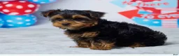 Yorkshire Terrier dogs for sale: Neo - Ad 6