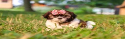 Shih Tzu dogs for sale: Rosie - Ad 4