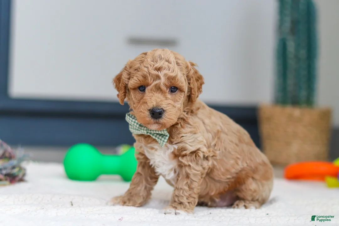 Mini Goldendoodle dogs for sale: Maverick - Ad 7