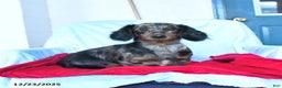 Miniature Dachshund dogs for sale: Moose - Ad 4