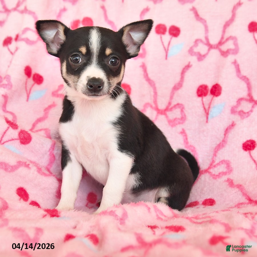 Chihuahua dogs Jade - Ad 2