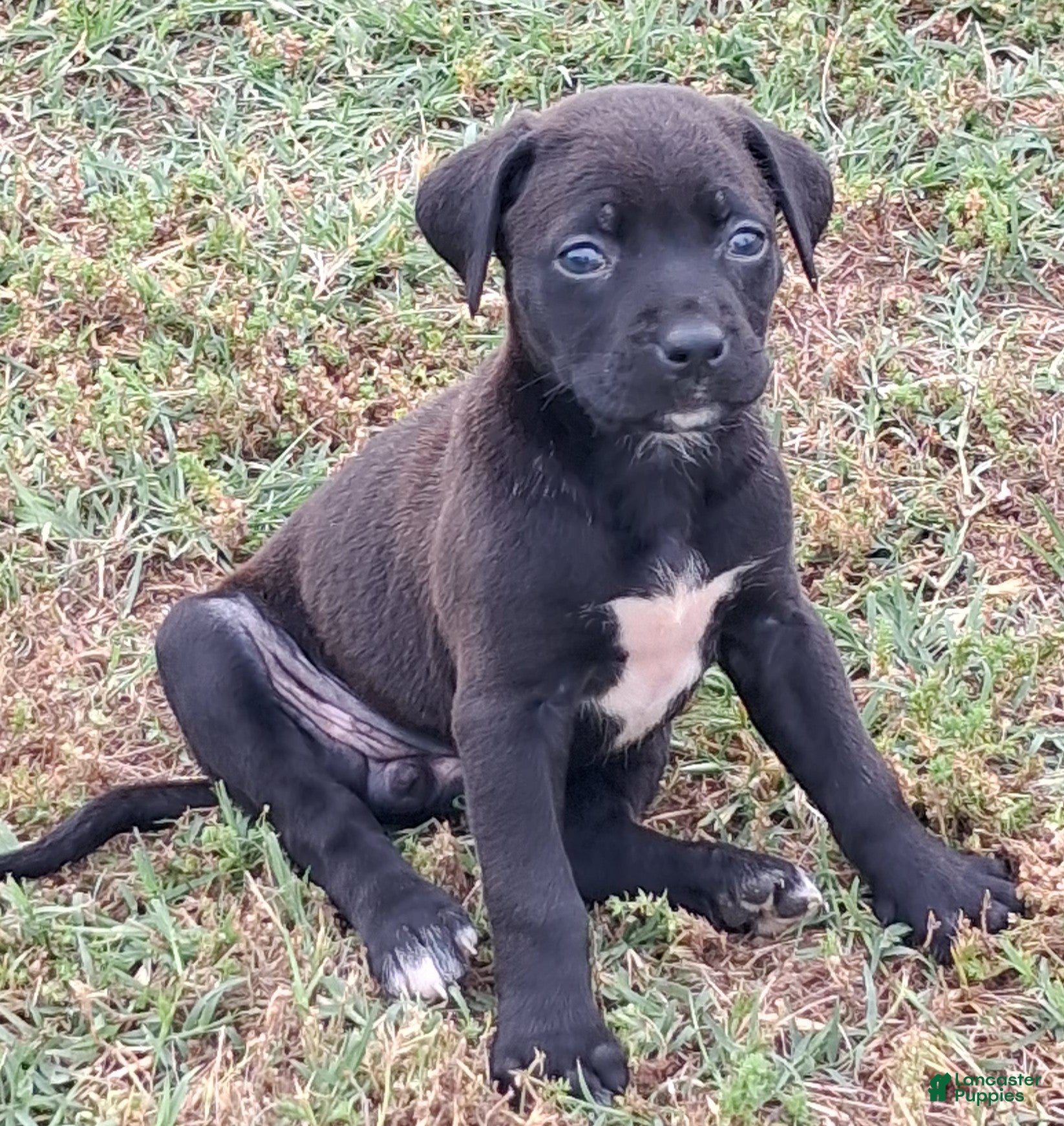 Mixed Breed dogs for sale: Rolly - Ad 2
