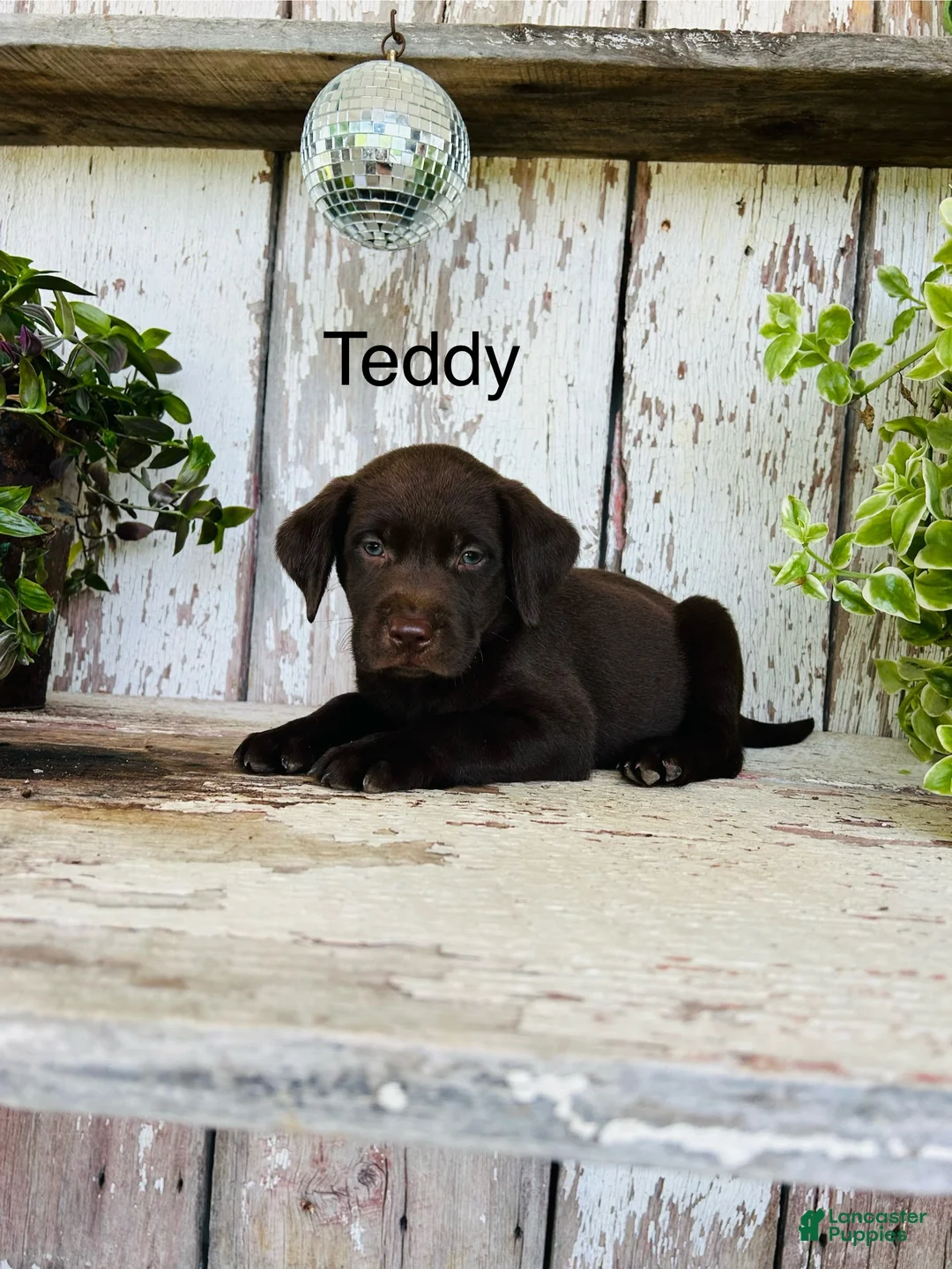 Labrador Retriever dogs for sale: Teddy  - Ad 1