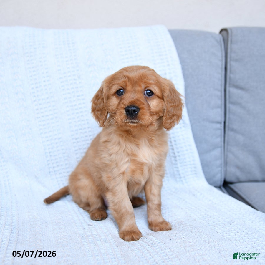 Miniature Golden Retriever dogs for sale: Bingo - Ad 3