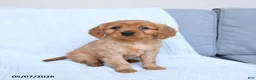 Miniature Golden Retriever dogs for sale: Bingo - Ad 1