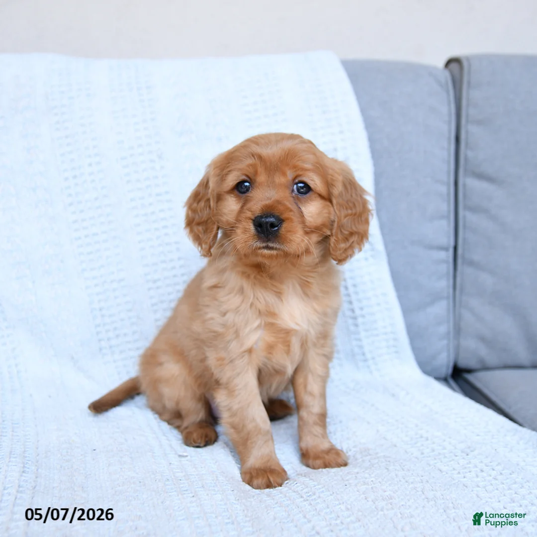 Miniature Golden Retriever dogs for sale: Bingo - Ad 1