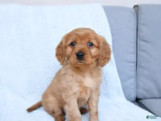 Miniature Golden Retriever dogs for sale: Bingo - Ad 3