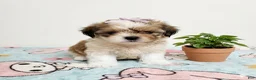 Shih Tzu dogs for sale: Shih Tzu 1 - Ad 1