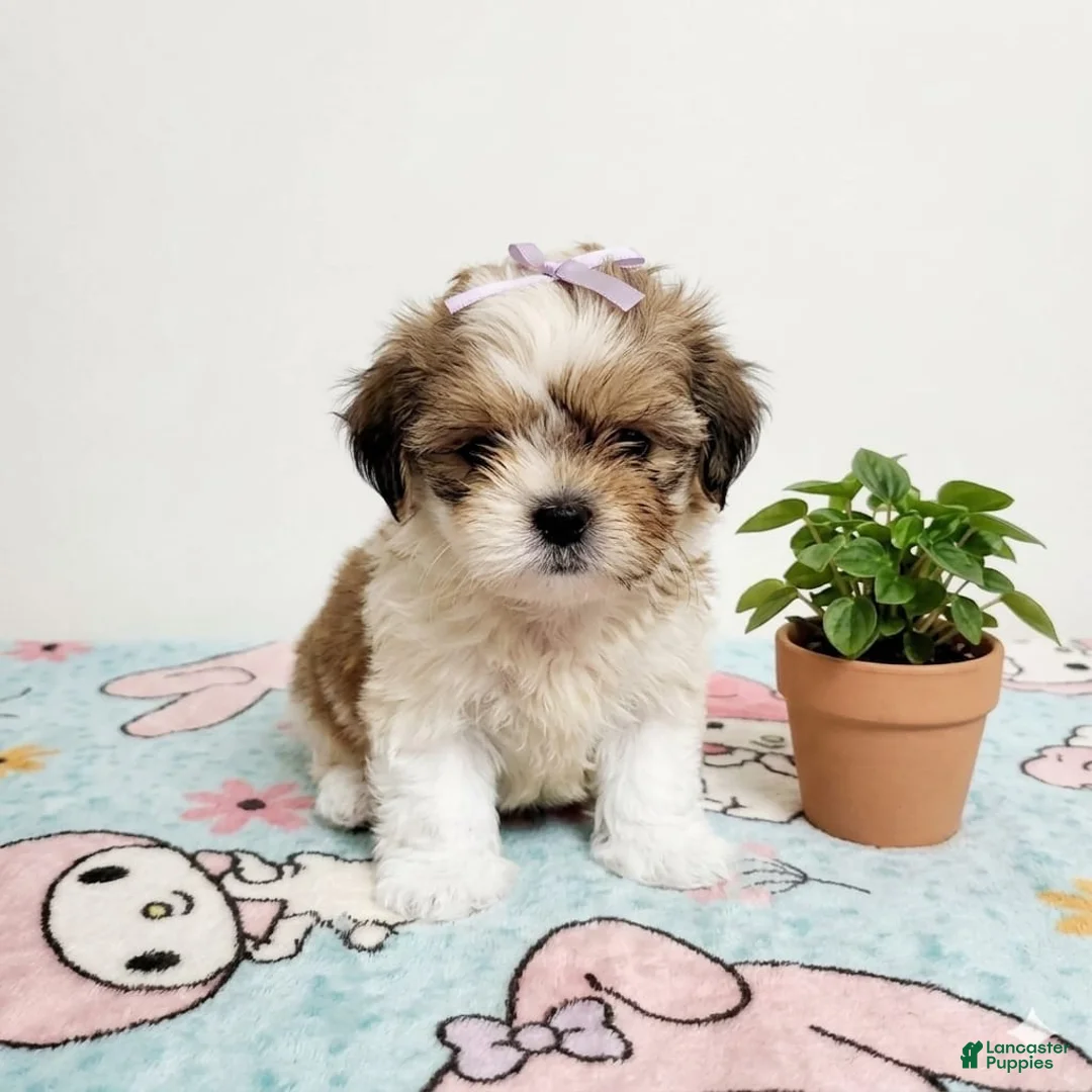Shih Tzu dogs for sale: Shih Tzu 1 - Ad 1