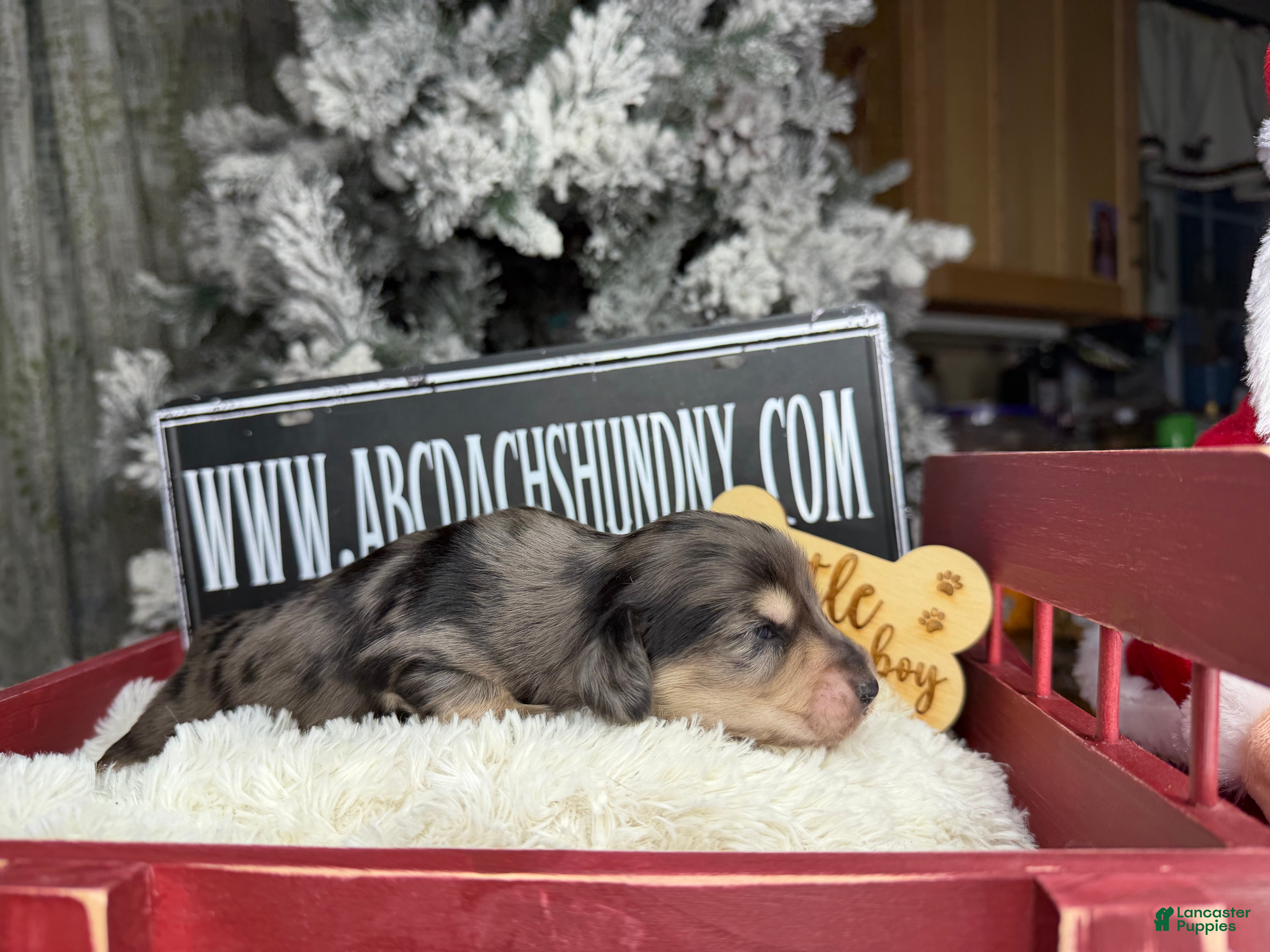 Miniature Dachshund dogs Black and cream dapple - Ad 10