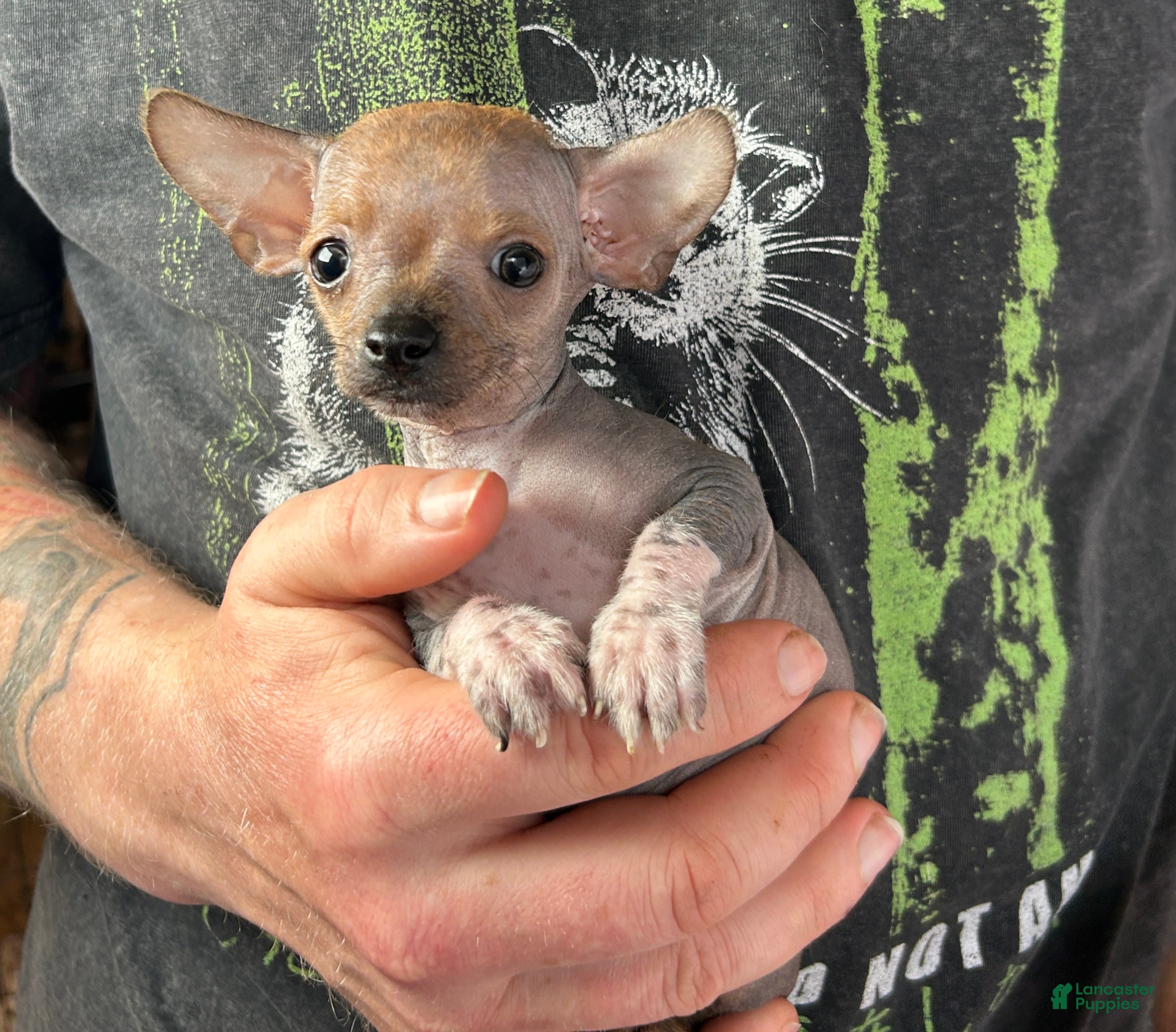 Mixed Breed dogs Chief - Ad 3