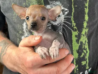 Mixed Breed dogs Chief - Ad 15