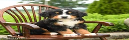 Bernese Mountain Dog dogs for sale: Leo - Ad 2