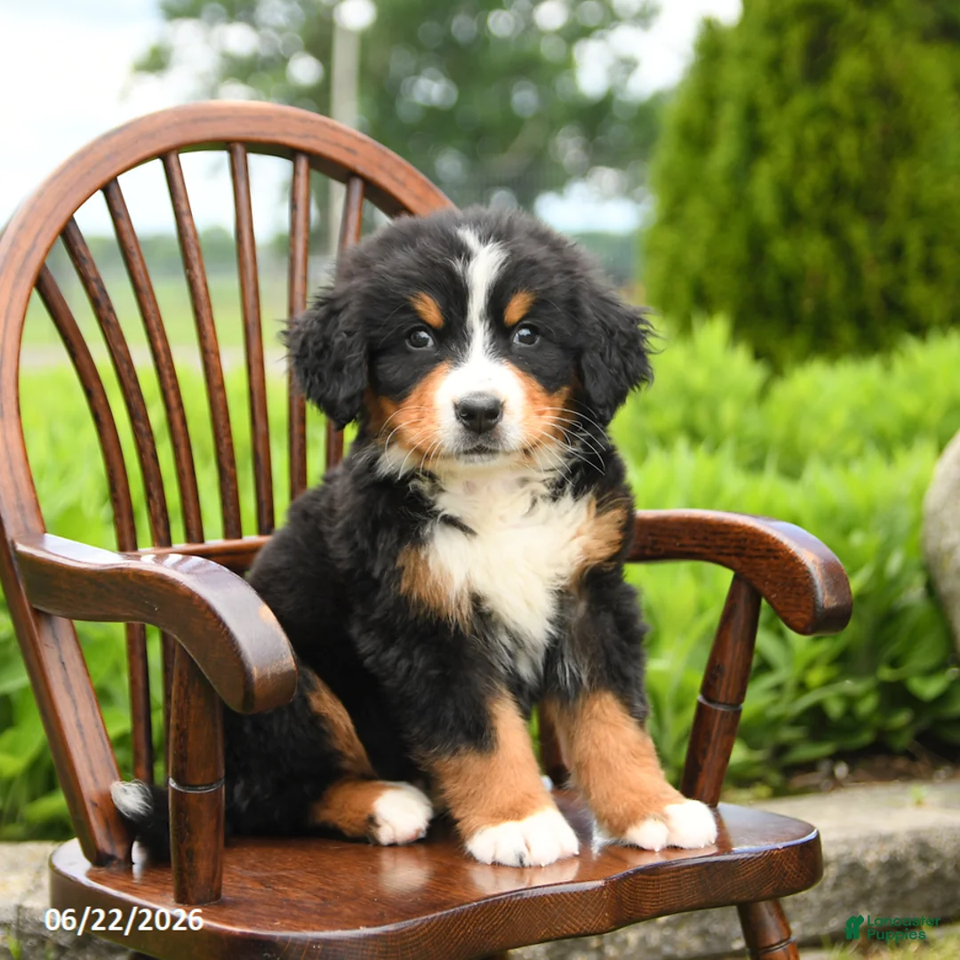 Bernese Mountain Dog dogs for sale: Leo - Ad 2