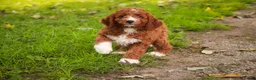 Cavapoo dogs for sale: Rory Cavapoo  - Ad 6