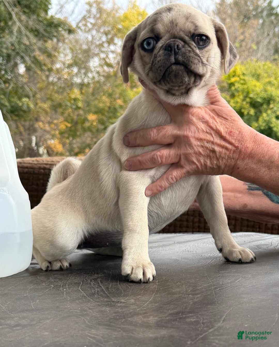 Pug litter of puppies for sale in Friendship Lancaster Puppies