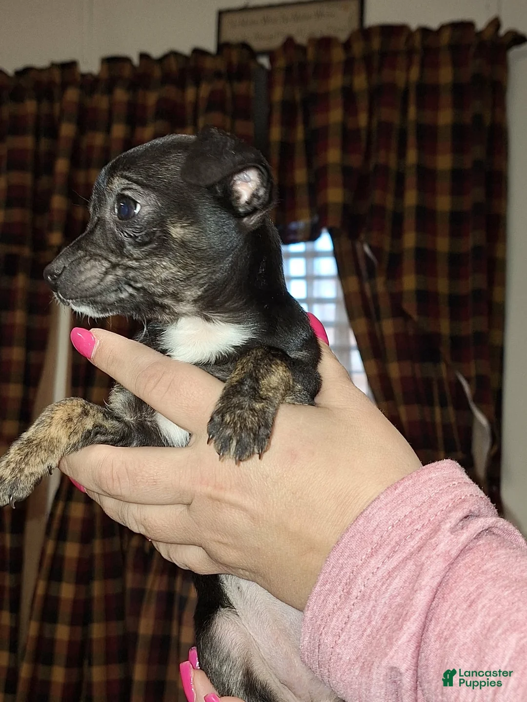 Chihuahua dogs for sale: Marley  sm toy  - Ad 2