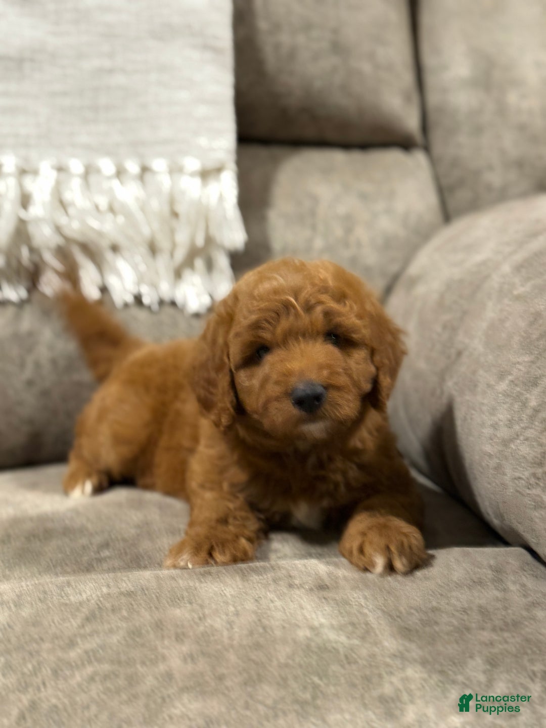 Goldendoodle dogs for sale: Pearl - Ad 15