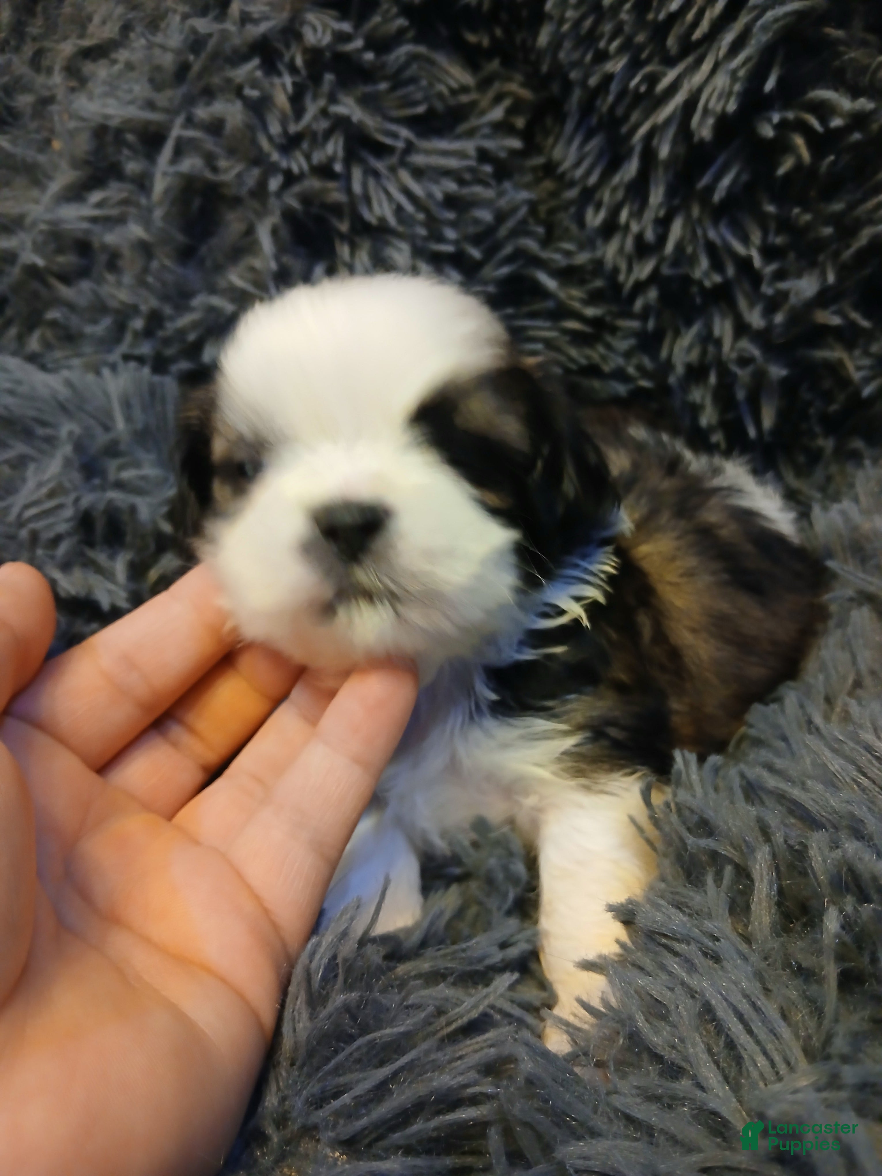 Shih Tzu dogs Spud - Ad 2