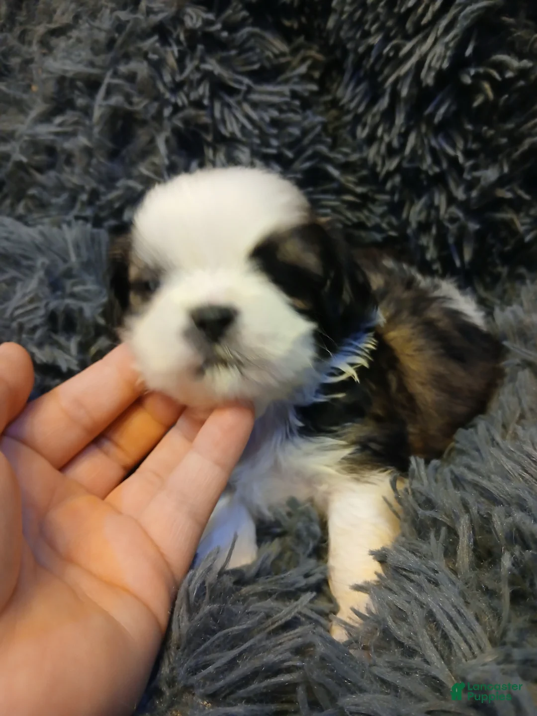 Shih Tzu dogs for sale: Spud - Ad 2