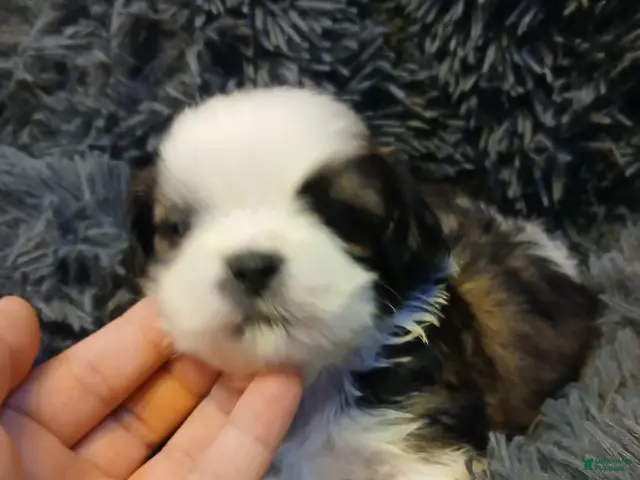 Shih Tzu dogs for sale: Dusty - Ad 2