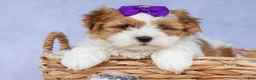 Teddy Bear dogs for sale: TRIXIE - Ad 5